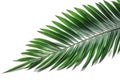 Beautiful and photorealistic palm tree leaf isolated on white background. Close-up view. Exotic plant. Generative AI.