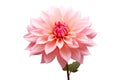 Beautiful and photorealistic, pink flower blossom isolated on white background. Bloom, plant. Close-up view. Cut out