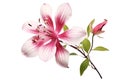 Beautiful and photorealistic, pink flower blossom isolated on white background. Bloom, plant. Close-up view. Cut out