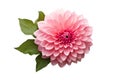 Beautiful and photorealistic, pink flower blossom isolated on white background. Bloom, plant. Close-up view. Cut out