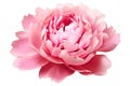 Beautiful and photorealistic, pink flower blossom isolated on white background. Bloom, plant. Close-up view. Cut out