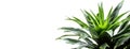 Beautiful and photorealistic plant isolated on white background. Close-up view. Exotic plant. Banner with copy space