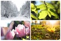 Photos of nature. Four seasons collage Royalty Free Stock Photo