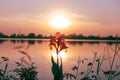 Beautiful photosynthetic pink flowers