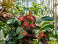 Beautiful Phragmipedium Acker`s Fu Manchu orchid