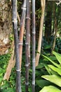 Phyllostachys Nigra forest in the garden