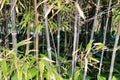 Phyllostachys Nigra forest in the garden