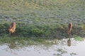 Pic of deer drinking water at a lake in the forest Royalty Free Stock Photo