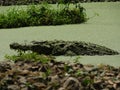 A Beautiful Picture of a big crocodile or gharial in a lake. Royalty Free Stock Photo