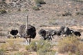 Beautiful big ostriches on a farm in Oudtshoorn, Little Karoo, in South Africa Royalty Free Stock Photo