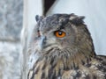 Beautiful picture of birds of prey of great size and penetrating stare Royalty Free Stock Photo