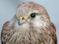 Beautiful picture of birds of prey of great size and penetrating stare Royalty Free Stock Photo