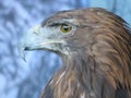 Beautiful picture of birds of prey of great size and penetrating stare Royalty Free Stock Photo