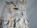 Beautiful picture of birds of prey of great size and penetrating stare Royalty Free Stock Photo