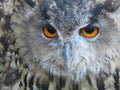 Beautiful picture of birds of prey of great size and penetrating stare Royalty Free Stock Photo