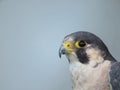 Beautiful picture of birds of prey of great size and penetrating stare Royalty Free Stock Photo