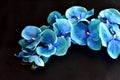 A beautiful picture of a blue orchid on a black background. Royalty Free Stock Photo