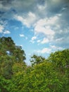 Beautiful picture of blue sky and green nature Royalty Free Stock Photo