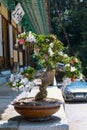 A beautiful picture of Bonsai tree in a pot Royalty Free Stock Photo