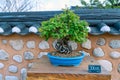 A beautiful picture of Bonsai tree in a pot Royalty Free Stock Photo