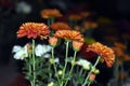 Beautiful picture of brown colour flowers