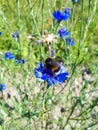 A beautiful picture of a Bumblebee extracting pollen from cornflowers