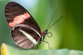 A beautiful picture of a colorful butterfly standing on a leaf - closeup, macrophotography