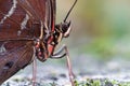 A beautiful picture of a colorful butterfly standing on a stone - closeup, macrophotography