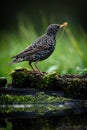 The beautiful picture of Common starling - Sturnus vulgaris. Bird on blurred green background. Royalty Free Stock Photo