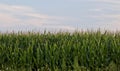 Beautiful picture with a beautiful corn field Royalty Free Stock Photo