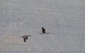 Beautiful picture of a couple of fous de Bassan also called gannets flying in line. Royalty Free Stock Photo