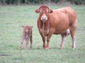 Beautiful picture of cow of great beauty and size