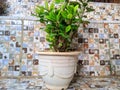 Beautiful Picture of decorative plants in a home decoration bucket pot Royalty Free Stock Photo
