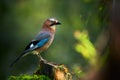 Beautiful picture the Eurasian jay Garrulus glandarius. A bird sits in a deep forest on a stump.