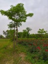 Beautiful picture of flowers and trees Royalty Free Stock Photo