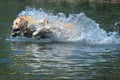 Beautiful picture of golden retriever dog runs free jumping and diving into the water and making many sketches Royalty Free Stock Photo