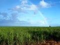 Beautiful picture of a green field with in background a splendid blue sky and a colored rainbow.