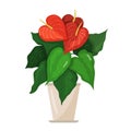 A beautiful picture of a houseplant. Anthurium.