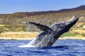 Beautiful picture of a humpback whale jumping in the Cape San Lucas arch Royalty Free Stock Photo