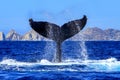 Beautiful picture of a humpback whale tail in the Cape San Lucas arch Royalty Free Stock Photo