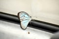 Beautiful picture of lite blue butterfly