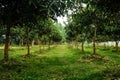Beautiful picture of mango garden. Royalty Free Stock Photo