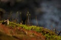 A beautiful picture of moss spores.