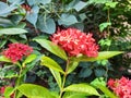 Beautiful picture of nature. Lovely red flowers of ixora plant.