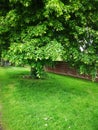 Beautiful green tree - spring picture Royalty Free Stock Photo