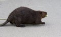 Beautiful picture with a North American beaver walking on the road