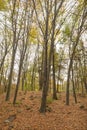 Panoramic autumn landscape with a beautiful magic forest