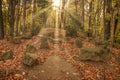 Panoramic autumn landscape with a beautiful magic forest