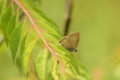 Beautiful picture of peablue lampides boeticus butterfly sitting on green leaf