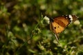 Beautiful picture of plain tiger danaus chrysippus butterfly Royalty Free Stock Photo
